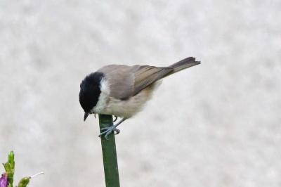 Mésange nonnette