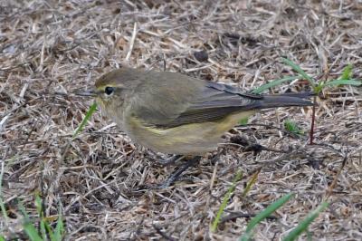 Phylloscopus collybita