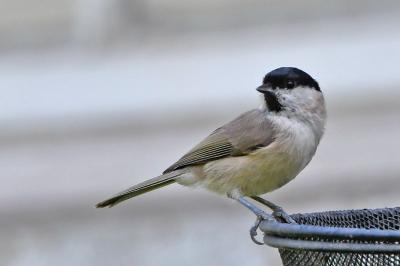 Mésange nonnette