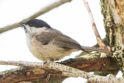 Poecile palustris