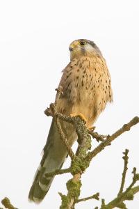 Faucon crécerelle
