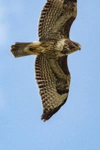 Buse variable