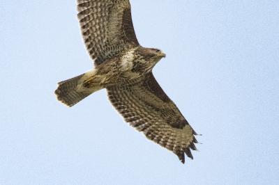Buse variable