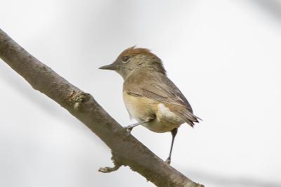 Sylvia atricapilla