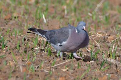 Pigeon ramier
