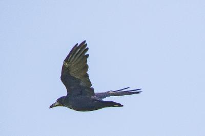 Corvus frugilegus