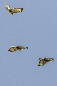 Buse variable