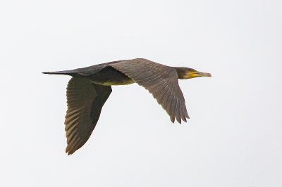 Grand Cormoran