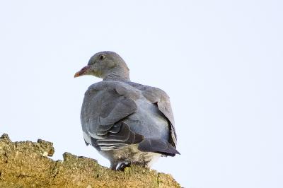 Pigeon ramier