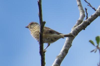 Linotte mélodieuse