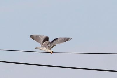 Élanion blanc