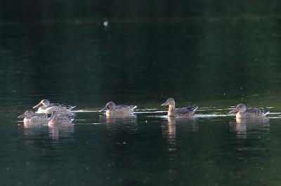 Canard souchet