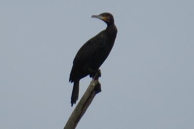 Grand Cormoran