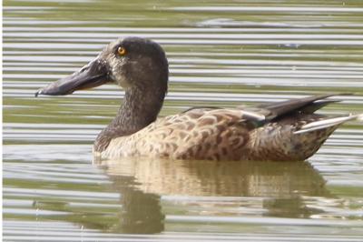 Canard souchet