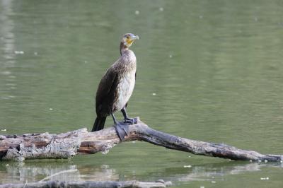 Grand Cormoran
