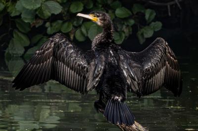 Grand Cormoran