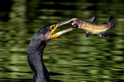 Grand Cormoran