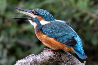 Martin-pêcheur d'Europe