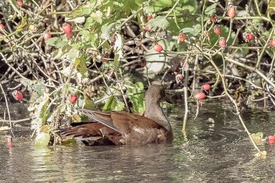 Poule-d'eau