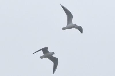 Mouette rieuse