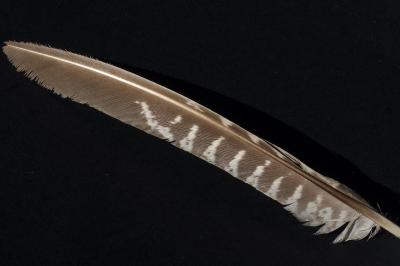 Faisan de Colchide