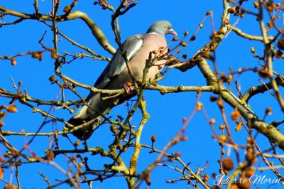 Pigeon ramier