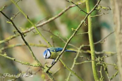 Mésange bleue