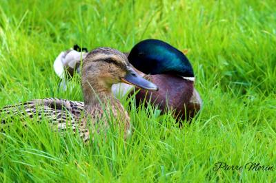 Canard colvert