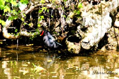 Poule-d'eau
