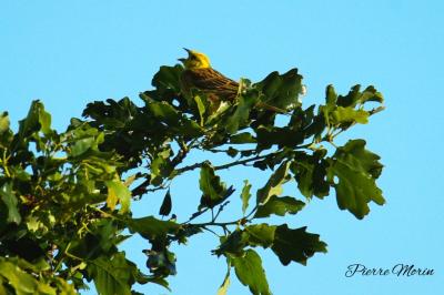 Bruant jaune