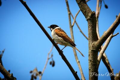 Bruant des roseaux