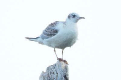 Mouette rieuse