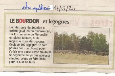 Cigogne blanche