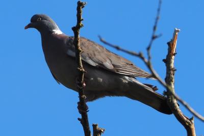 Pigeon ramier