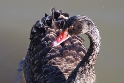 Cygne noir