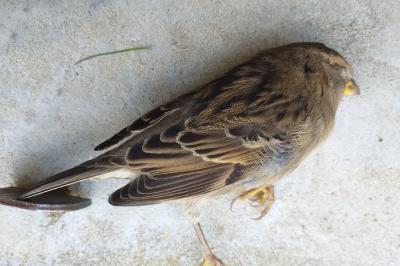 Moineau domestique