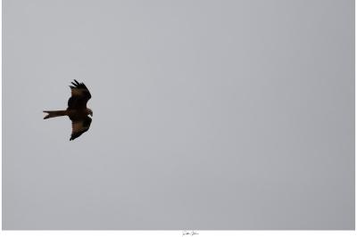 Milvus milvus