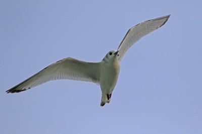 Mouette tridactyle