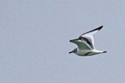 Mouette tridactyle