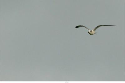 Mouette tridactyle