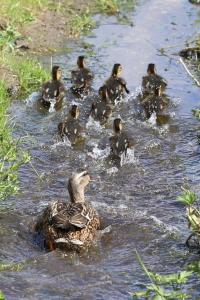 Canard colvert