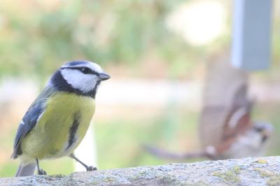 Mésange bleue