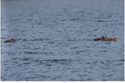 Canard chipeau