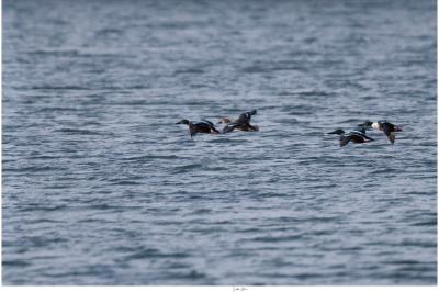 Canard souchet