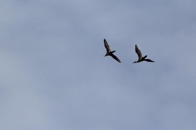 Grand Cormoran