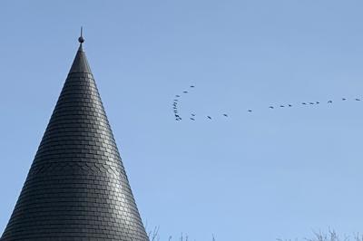 Grue cendrée