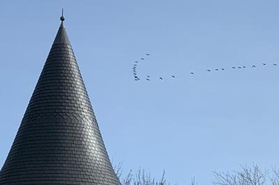 Grue cendrée
