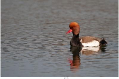 Nette rousse