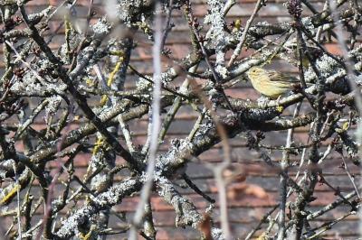 Bruant jaune