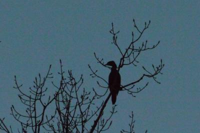 Grand Cormoran